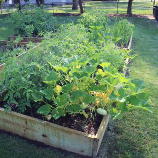 A vibrant raised garden bed filled with various vegetables and lush greenery in a sunny outdoor setting.