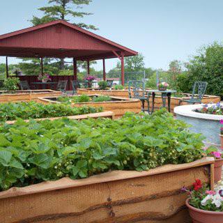 A well-maintained garden with raised vegetable beds and a gazebo.
