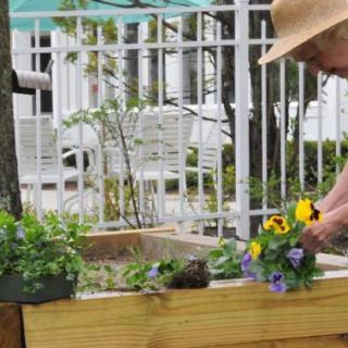 A person tending to flowers in a raised garden bed outdoors.
