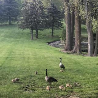 A pair of geese with their goslings enjoying a serene day by the water.