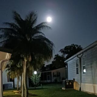 A serene night scene featuring a glowing moon above palm trees in a backyard.