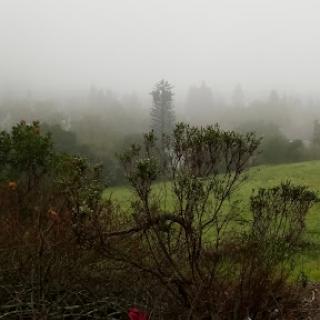 A serene landscape enveloped in fog, showcasing the beauty of nature.