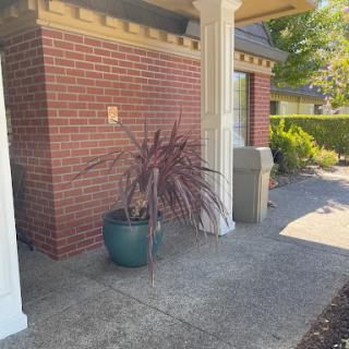 A welcoming entrance featuring a decorative plant in a pot beside a brick wall.