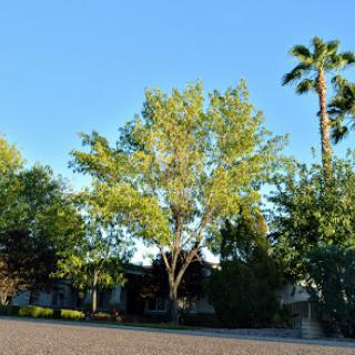 A vibrant scene showcasing lush trees and a clear blue sky.