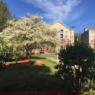 A beautiful spring day showcases blossoming trees in front of apartment buildings.
