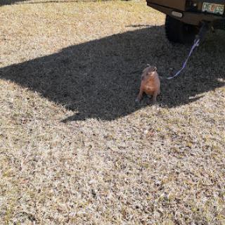 A small pet is tied to a vehicle, enjoying the outdoors.