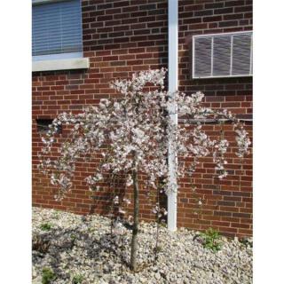 A small tree with white blossoms stands in front of a brick building.