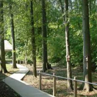 A serene pathway winds through a lush forest, surrounded by tall trees and vibrant greenery.