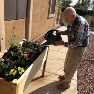 An elderly man waters a raised garden bed filled with colorful flowers on a sunny day.