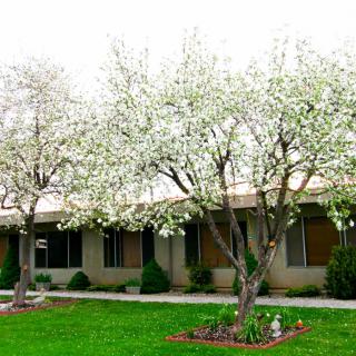 Blossoming trees with white flowers lining the front of a residential building on a bright spring day.