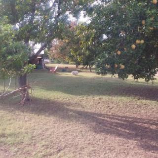 A peaceful outdoor scene featuring grassy land and trees under a clear sky.