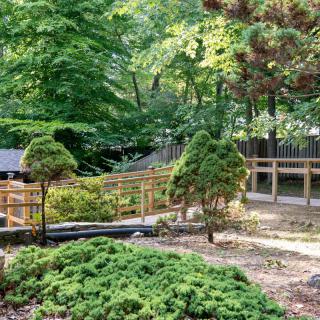A serene garden with lush greenery and wooden fencing, set amidst trees.