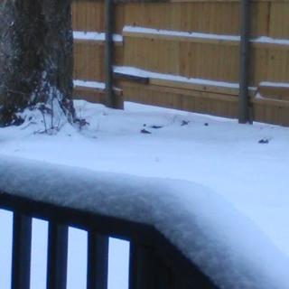 A peaceful winter scene with freshly fallen snow blanketing the ground and a wooden fence in the background.
