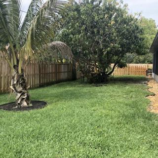 A well-maintained backyard with a lush green lawn, a palm tree, and a wooden fence.