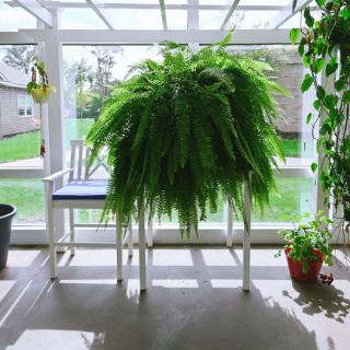 A lush fern sits atop a chair in a sunlit indoor garden area.