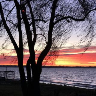 Silhouette of a tree against a vibrant sunset over a peaceful lake.