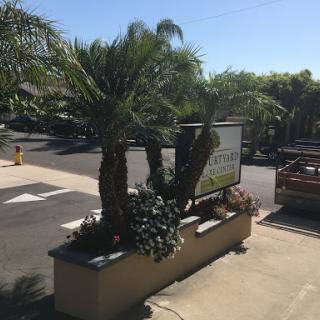 A view of palm trees and a sign in a sunny outdoor setting.