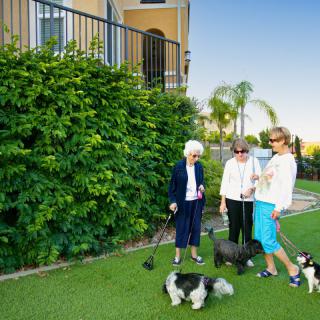 A group of people walking their dogs in a garden.
