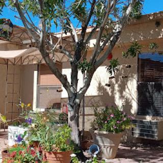 A serene garden scene featuring a tree and various potted plants under a bright blue sky.