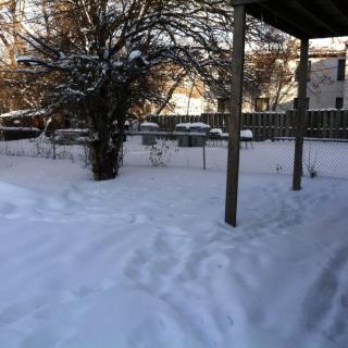 A snowy backyard scene with a tree and a fence.