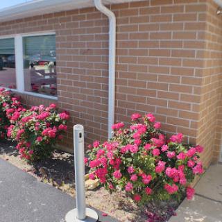 A vibrant display of pink roses blooming beside a brick building.