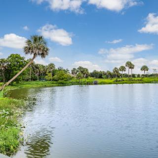 A serene view of a lake surrounded by lush greenery and palm trees under a bright blue sky.