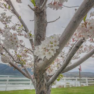 A close-up view of a flowering tree, showcasing its delicate blossoms against a serene backdrop.