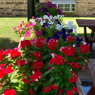 A vibrant display of blooming flowers in a sunny garden.