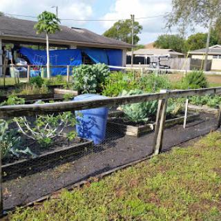 A thriving vegetable garden enclosed by a wooden fence, featuring lush greenery and a blue barrel.