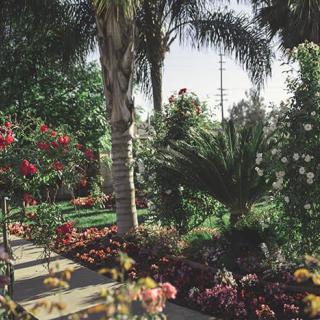A vibrant garden with palm trees and colorful flowers.