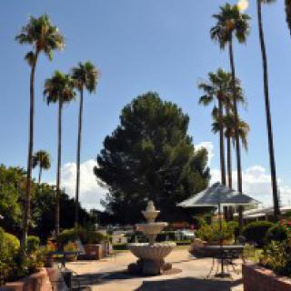 A sunny outdoor patio featuring palm trees and a central fountain.