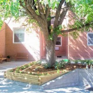 A peaceful courtyard featuring a large tree surrounded by a wooden garden bed, casting shade on the pink building walls.