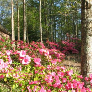 A vibrant garden filled with pink azaleas under tall trees.