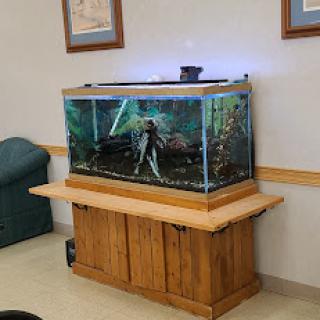 A beautifully maintained aquarium with vibrant aquatic life, showcasing a natural habitat on a wooden stand.