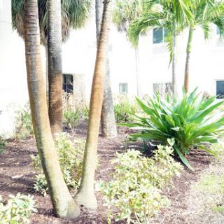 A serene garden scene featuring palm trees and lush greenery.