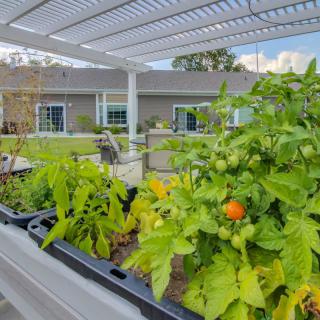A vibrant garden with vegetables growing in raised beds on a sunny patio.