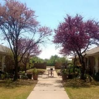 A scenic view of a pathway flanked by blooming trees on a sunny day.