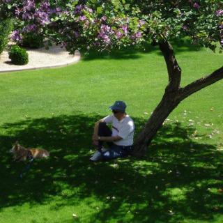 A person relaxing under a tree with a dog on a sunny day.