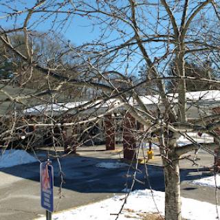 A winter scene featuring a tree with bare branches, snow on the ground, and a clear blue sky.