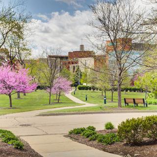 A scenic view of a campus with blossoming trees and a pathway leading through grassy areas, surrounded by buildings.