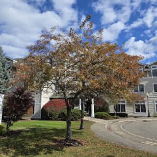 A picturesque view of a building framed by a tree with autumn foliage under a partly cloudy sky.