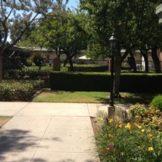 A sunny garden path surrounded by lush greenery and flowers.