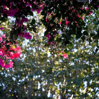 Sunlit bougainvillea blooms amidst lush foliage.