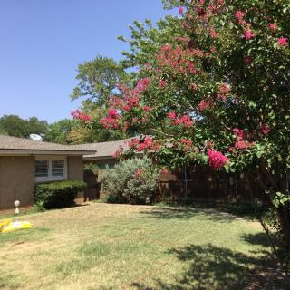 A suburban house with a garden featuring blooming crepe myrtles.