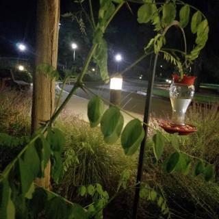 A hummingbird feeder hanging in a leafy plant under the nighttime lights.