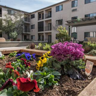 A vibrant garden in the courtyard of an apartment building, featuring colorful flowers and landscaping.
