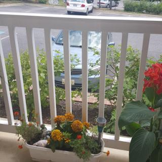 A peaceful balcony view adorned with vibrant flowers and a glimpse of parked cars.