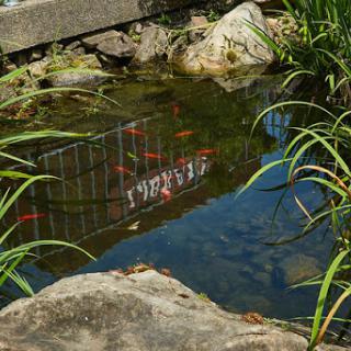 A serene pond reflecting the surroundings, with colorful fish swimming beneath the surface.