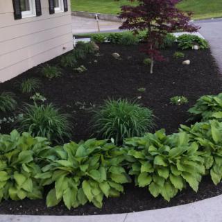 A well-maintained garden with lush hostas, shrubs, and a small tree, bordered by mulch.