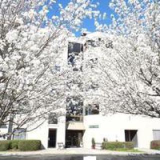 A building surrounded by trees in full bloom during spring.